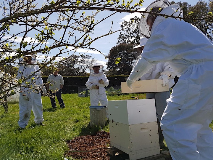 
		Tech Futures Talk - Future of Food: Bees, Technology and Innovation. image
