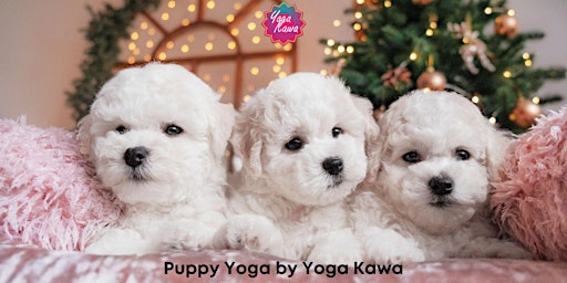 Image principale de Puppy Yoga (Family-Friendly & Adults) by Yoga Kawa Mississauga Bichon Frise