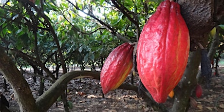 Skill Up! Cacao Pruning Training and Workday (Hands-on)