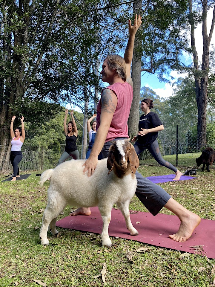 
		Rescue Goat Yoga image
