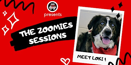 Ottawa Therapy Dogs Presents - "The  Zoomies Sessions" - Meet Loki !