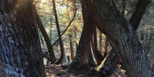 Immagine principale di Guided Hike at George Crosby Manitou State Park 