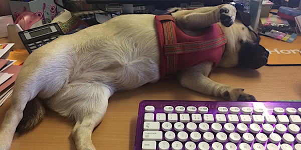 Introduction to Office Dogs
