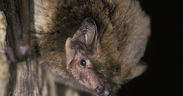 Primaire afbeelding van The Bats of Ebernoe Wildlands (100337035)
