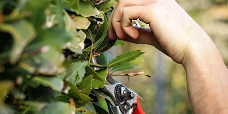 Fruit tree care and Pruning primary image