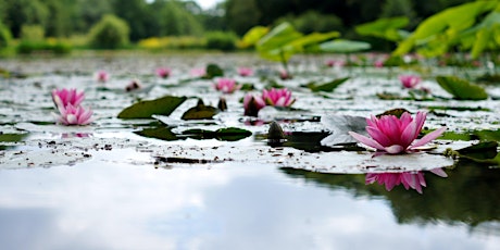 Yoga + Yoga Nidra Class - Calm the Storm! primary image