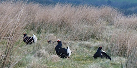 SOLD OUT! Re-establishing Black Grouse into the Bowland Fells primary image