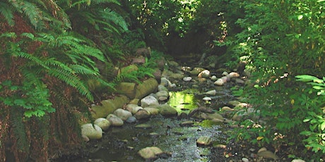 Virtual Creek Exploration primary image