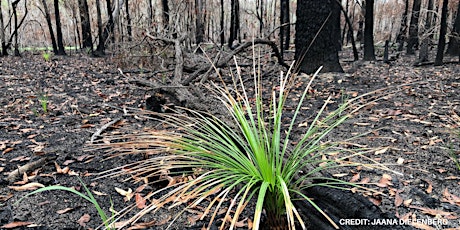 Lessons from the fires: A biodiversity and climate perspective primary image