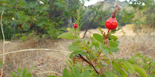 Image principale de First Day of Fall: Beginner’s Bird and Plant Identification Walk