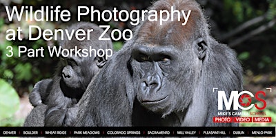 3 Part Wildlife Photography at  Denver Zoo - with Virtual Seminar / Gallery primary image