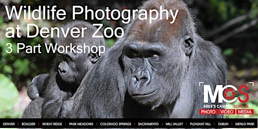 Primaire afbeelding van 3 Part Wildlife Photography at  Denver Zoo - with Virtual Seminar / Gallery