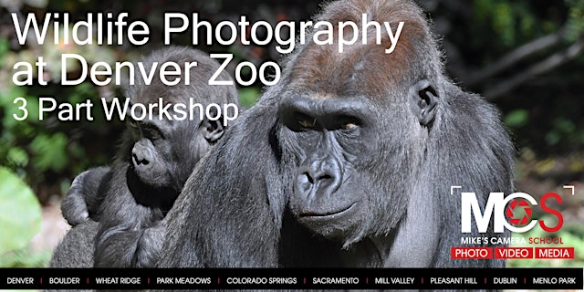 Image principale de 3 Part Wildlife Photography Workshop at Denver Zoo