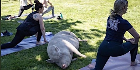 Yoga with the pigs#2