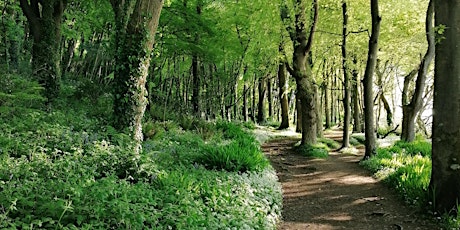 Forest Bathing In Courtmacsherry Woods primary image