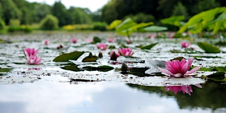 Yoga + Yoga Nidra Class - Calm the Storm! primary image