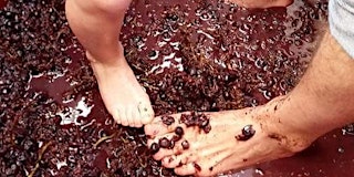 Image principale de Annual Urban Winery GRAPE STOMP