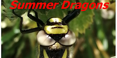 Summer Dragons - learn about the dragonflies and damselflies of west Wales