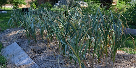 Growing Garlic and Overwintered Crops