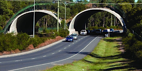 Can we mitigate the impact of roads and transportation on wildlife? primary image