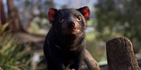 Bonorong Wildlife Rescue Training - LAUNCESTON - 7 February 2021 primary image