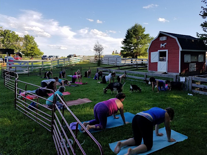 Goat Yoga image