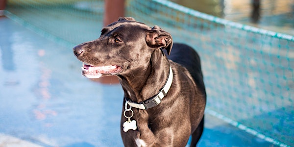 Bark in the Park 2020