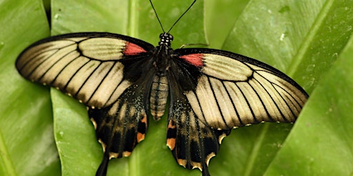 Image principale de Kids Workshop - Bug Hunting