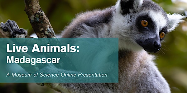 Live Animals:  Madagascar - #Livestream