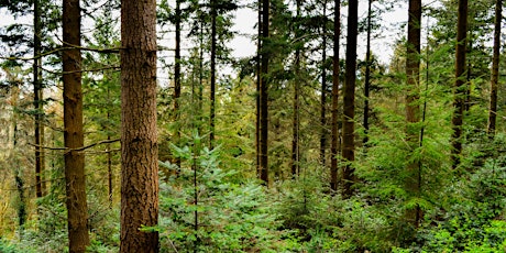 Transforming Irish Forests primary image