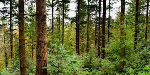 Transforming Irish Forests