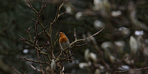 Immagine principale di RSPB Big Garden Bird Watch at Kingston Uni - Dorich House