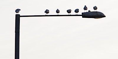 Image principale de RSPB Big Garden Bird Watch at Kingston Uni - River House