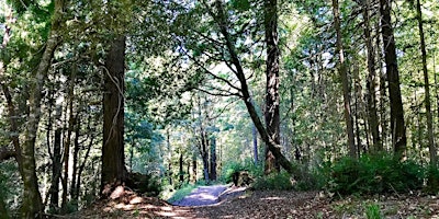 Image principale de North Ridge Trail Hike at Purisima Creek Redwoods