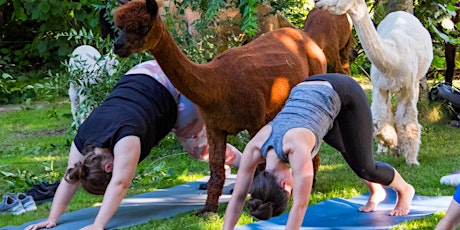 Hauptbild für Yoga inmitten Alpakas