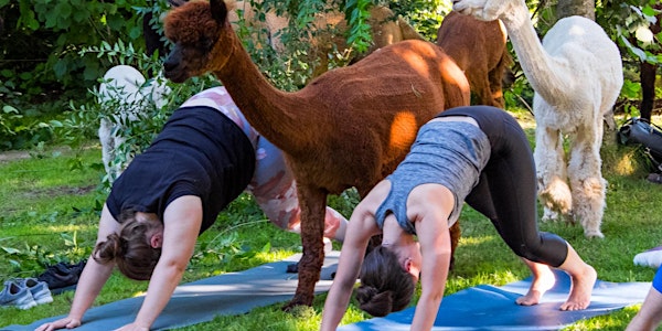 Yoga inmitten Alpakas