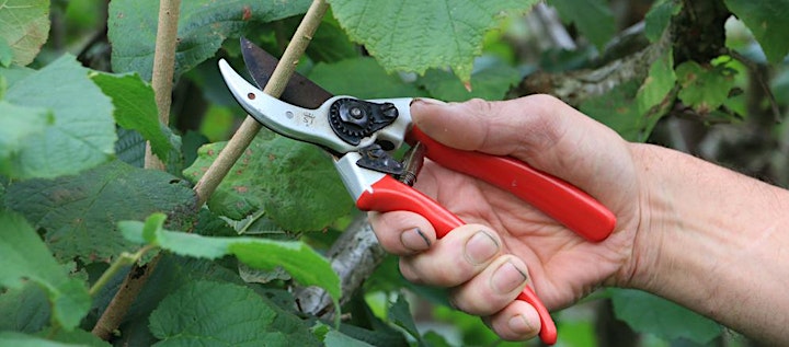 General Pruning With Steve Malsher - All Day image