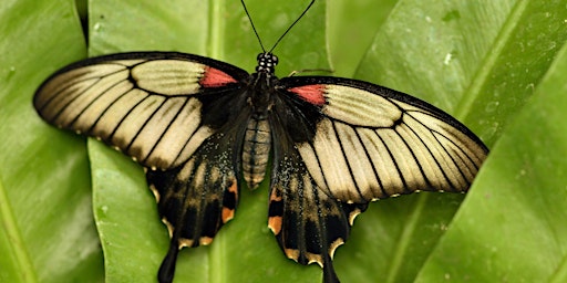 Image principale de Bug Hunting