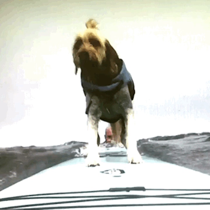 2022 World Dog Surfing BEST WAVES: Video and Photo Registration image