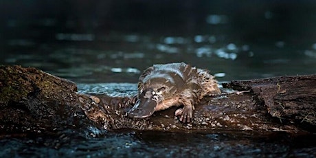 Urban platypuses: threats and challenges - webinar