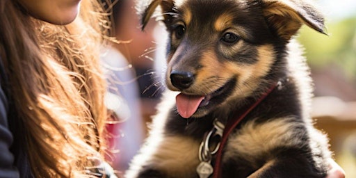 Image principale de Paws of War Fundraiser
