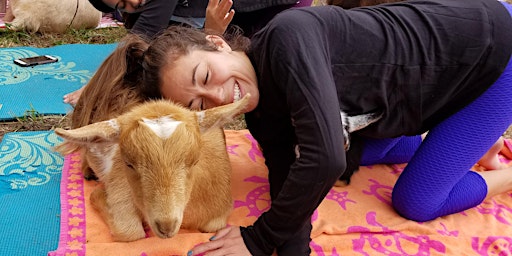 Imagem principal do evento Goat Yoga (Lots of goat snuggles)