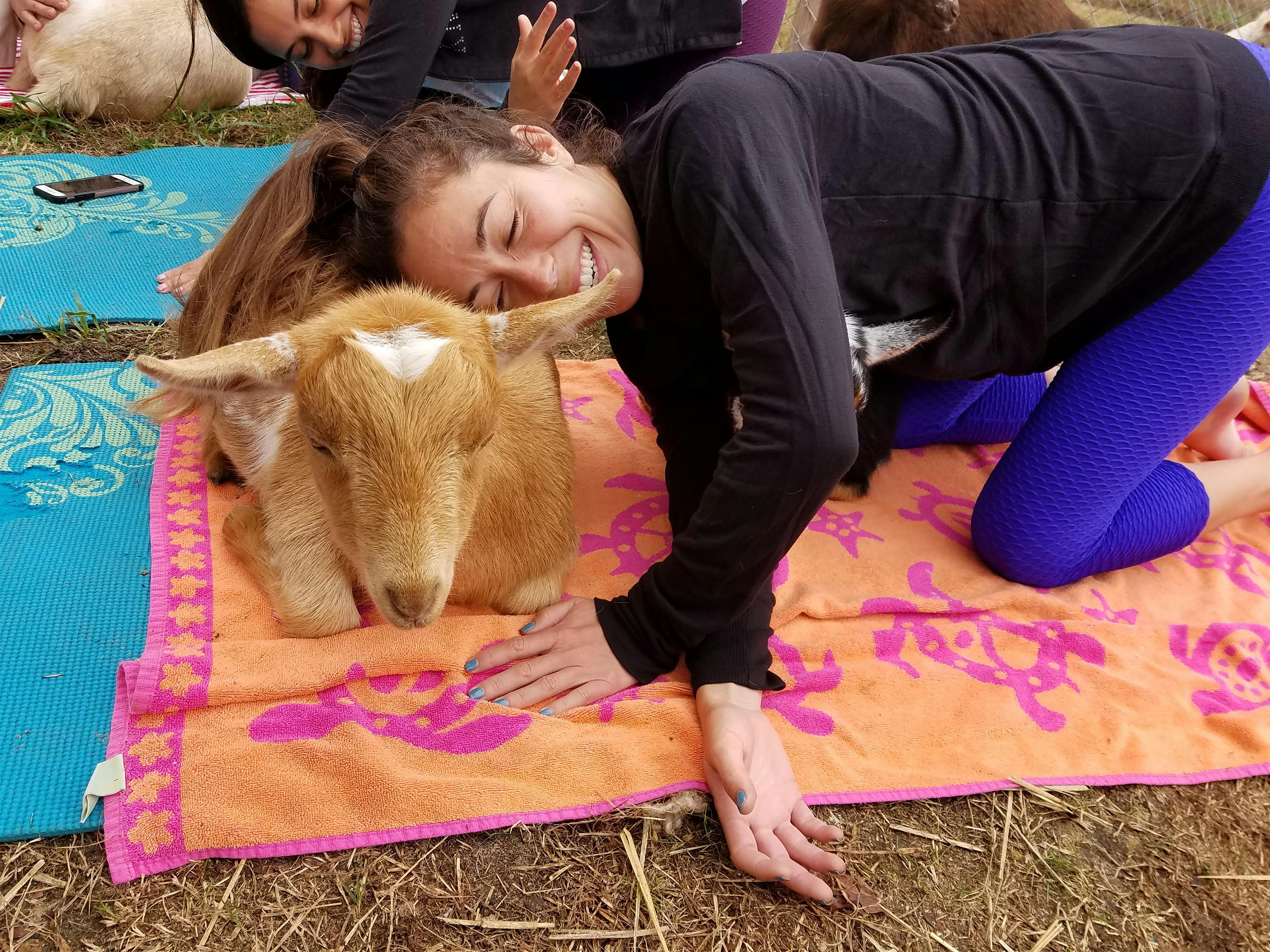 Therapeutic Goat Yoga (Lots of goat cuddles!) | Event in Durham | AllEvents.in