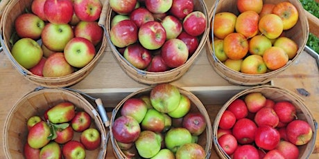 Apple Picking at BJ Reece Orchards primary image