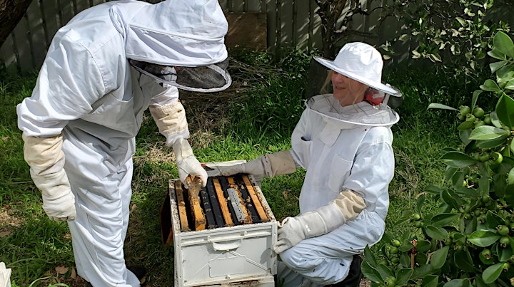 Hands On Beekeeping Workshop Newcastle - 4 Hours. image