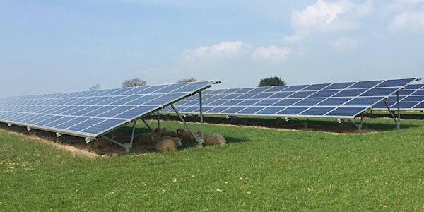 Green Shoots for Solar Farms?