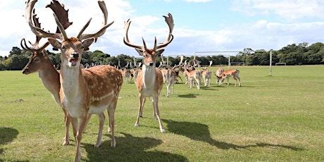 Tightrope Tea in the (Phoenix) Park! primary image