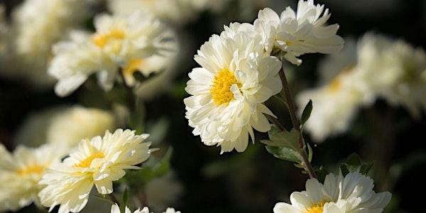 WORKSHOP - ART FLORAL