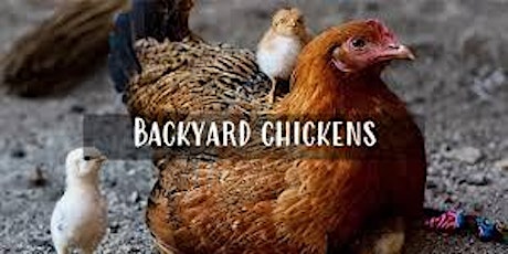 Online Workshop - 2 Part - Backyard Chickens primary image