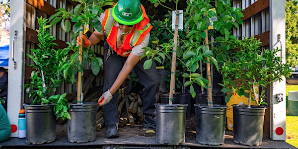 City Plants Shade & Fruit Tree Curbside Adoption